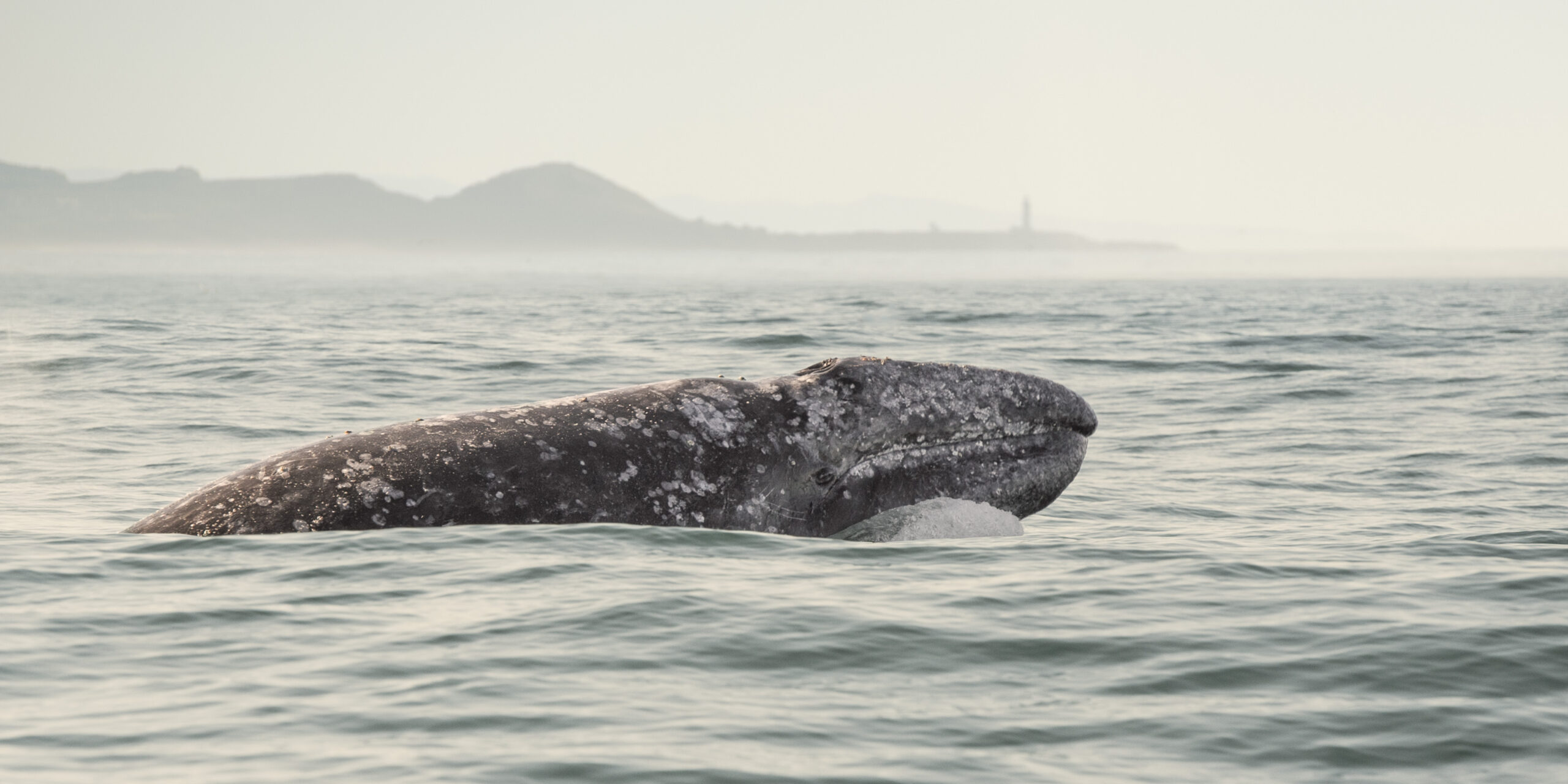 Kayaking With Whales In Southern Coast of Oregon